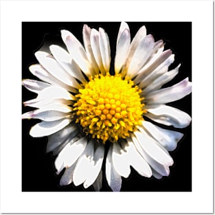 Daisy with white petals Chrysanthemum leucanthemum Posters and Art